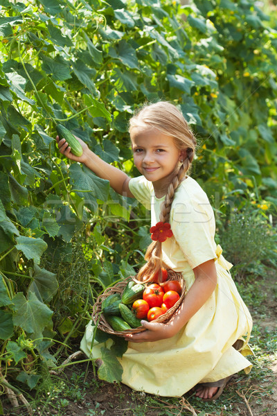 Happy young girl picking cucumbers in the summer garden Stock photo © ilona75