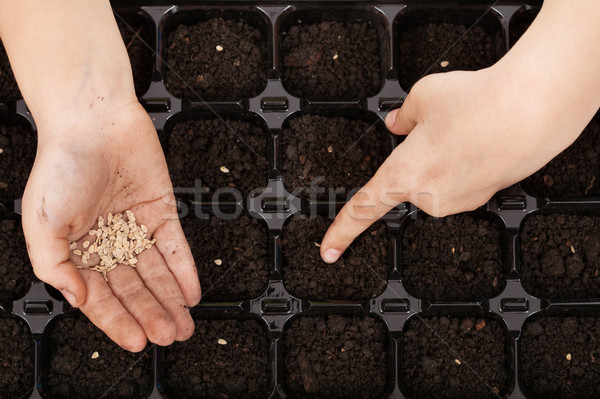 Foto stock: Siembra · tomate · semillas · bandeja · nino · manos