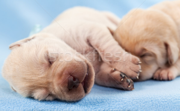 Stock photo: Newborn yellow labrador puppies sleeping