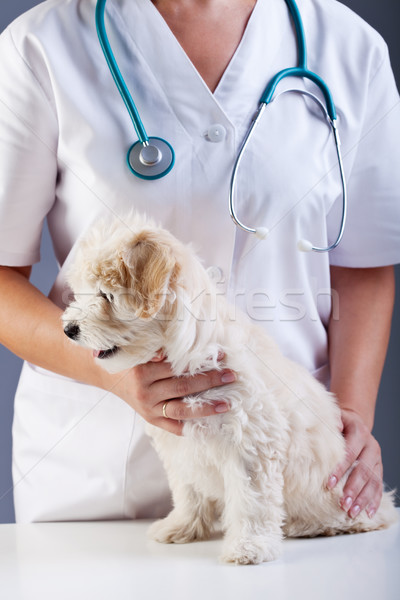 Pequeño perro veterinario médico preparado Foto stock © ilona75