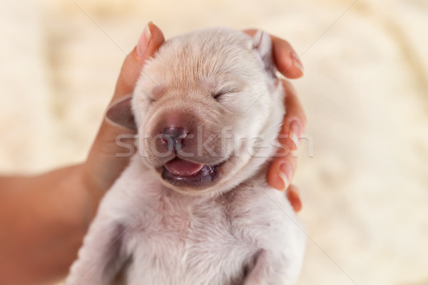 Foto d'archivio: Labrador · cucciolo · cane · donna · mano