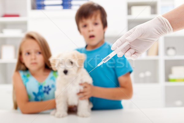 Kids at the veterinary doctor with their pet Stock photo © ilona75