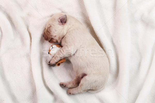 Newborn yellow labrador puppy dog sleeping on white blanket Stock photo © ilona75