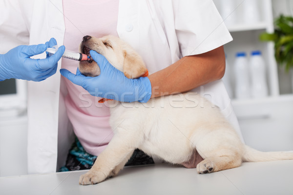 Reluctant labrador puppy dog getting its vermicide medication Stock photo © ilona75