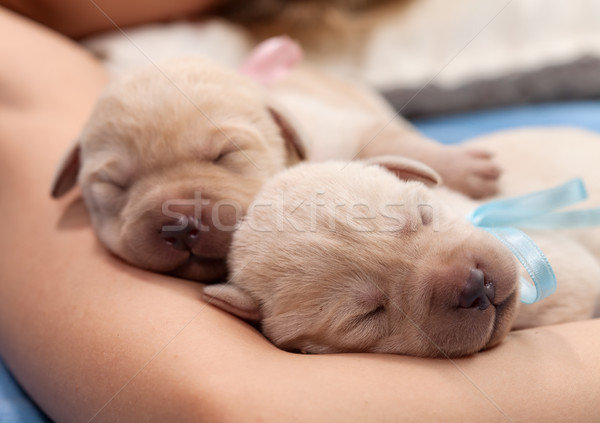 Foto stock: Adorable · amarillo · labrador · cachorro · perros · dormir