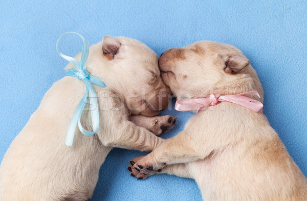 Cute yellow labrador puppy dogs sleeping Stock photo © ilona75