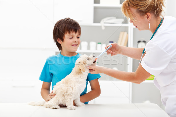 Foto stock: Cão · veterinário · animal · de · estimação · medicina