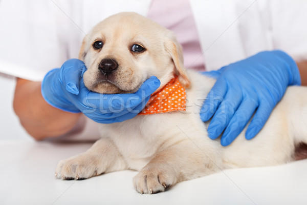 Tineri labrador retriever căţeluş veterinar medic birou Imagine de stoc © ilona75