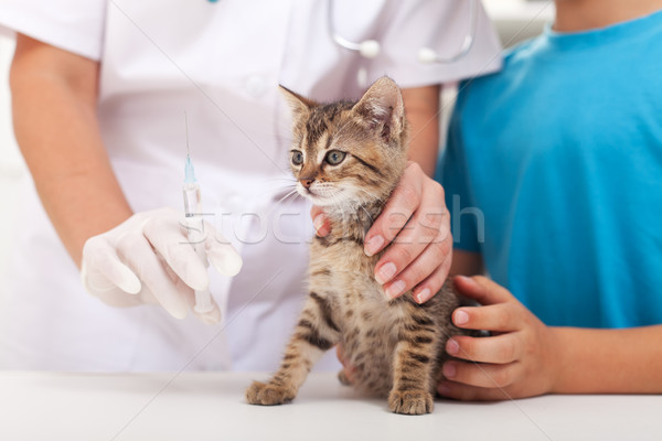 Kicsi macska állatorvosi vakcina kiscica gyermek Stock fotó © ilona75