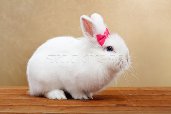 Сток-фото: Cute · белый · кролик · розовый · лук · старые