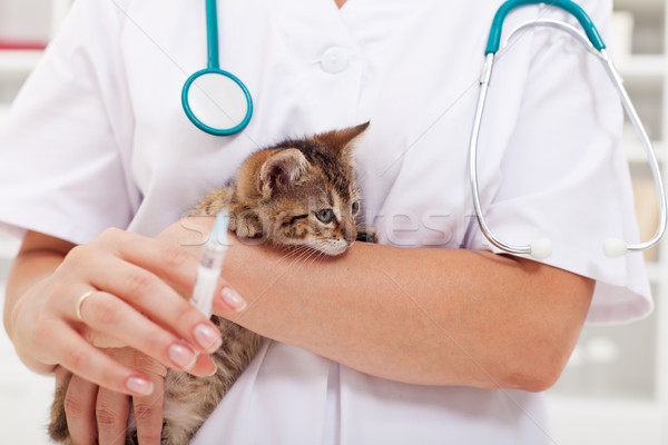 Veterinario atención animales rescate centro gatito Foto stock © ilona75