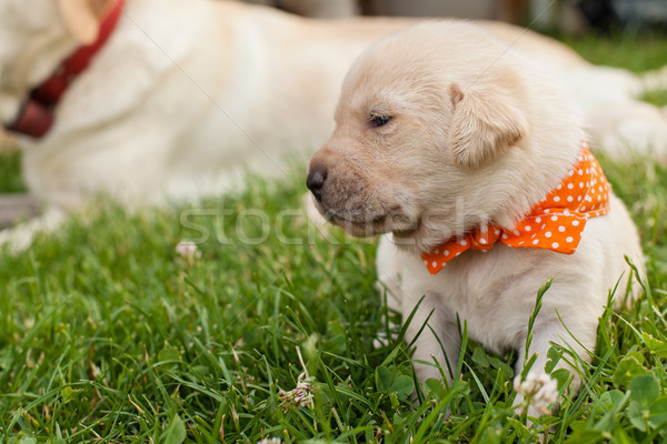 Young labrador puppy in the grass Stock photo © ilona75
