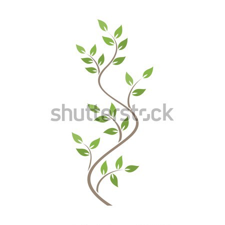 Natural ornamentation with green ivy on white background Stock photo © Imaagio