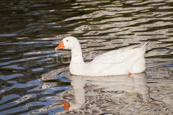 Snow Goose Stock photo © Imagecom