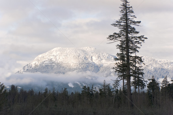 Tél hó fedett hegyoldal fenyő fák Stock fotó © Imagecom