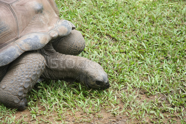 Tortoise Stock photo © Imagecom