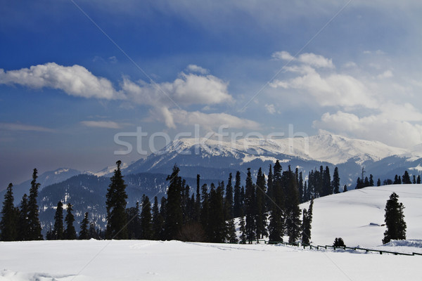 Stock photo: Trees on a snow covered landscape, Kashmir, Jammu And Kashmir, I