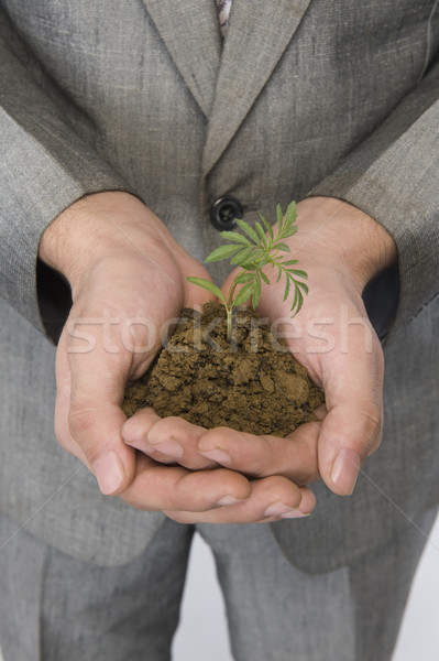 Empresario árbol joven negocios hoja verde Foto stock © imagedb