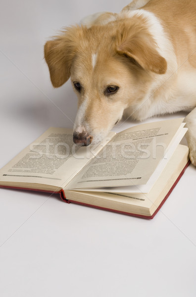 Hond lezing boek fotografie witte achtergrond zoogdier Stockfoto © imagedb