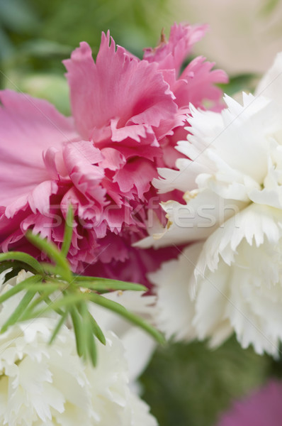 Nelke Blumen Anlage weiß rosa Stock foto © imagedb