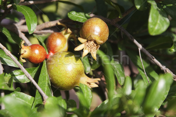 Granatapfel zunehmend Pflanzen Garten fünf Stock foto © imagedb