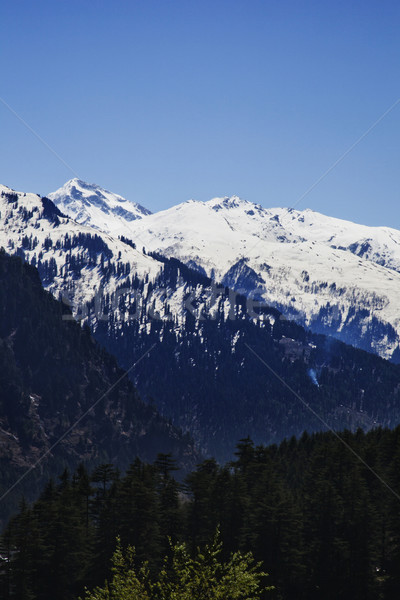 Forest with snow covered mountains in the background, Manali, Hi Stock photo © imagedb