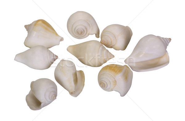 Közelkép kagylók csoport kagyló fehér tárgyak Stock fotó © imagedb