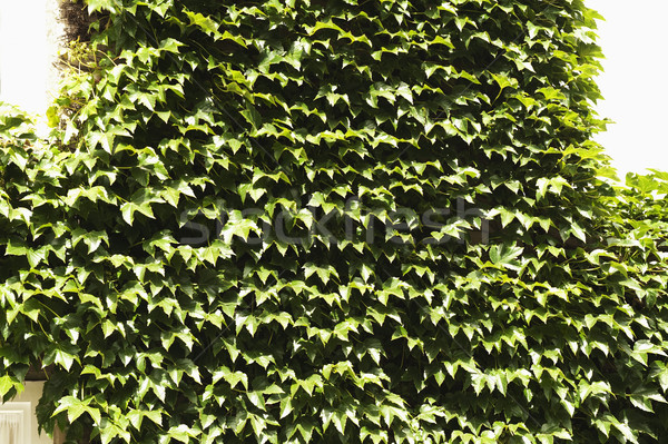 pims_20100731_ml0031.jpg Stock photo © imagedb
