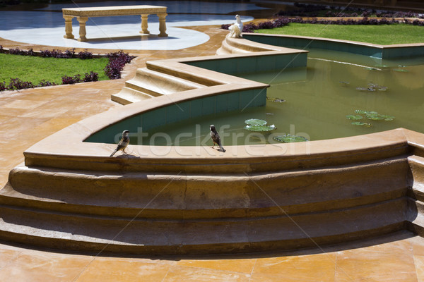Birds perching at pond side, Jaisalmer, Rajasthan, India Stock photo © imagedb