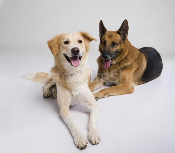 Dwa psów posiedzenia wraz zwierzęta poziomy Zdjęcia stock © imagedb