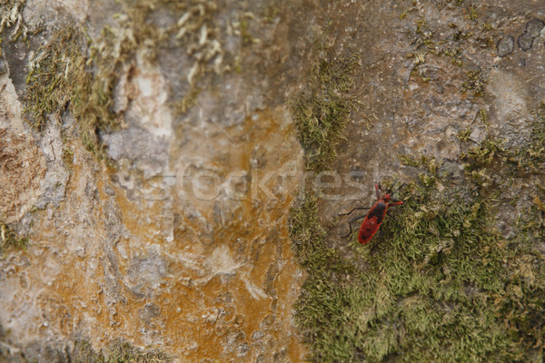 Rood kever boom schors natuur dieren Stockfoto © imagedb