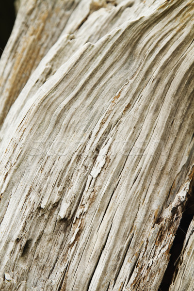 Detail Baumstamm Baum Muster Wald Rinde Stock foto © imagedb