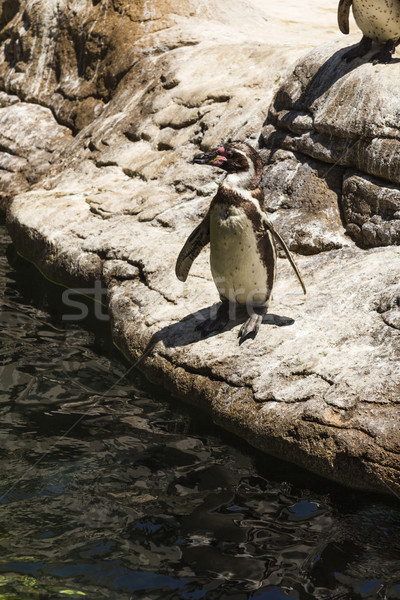 Görmek hayvanat bahçesi Barcelona su kaya Stok fotoğraf © imagedb
