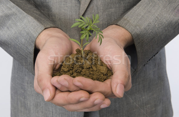 Empresario árbol joven negocios hoja verde Foto stock © imagedb