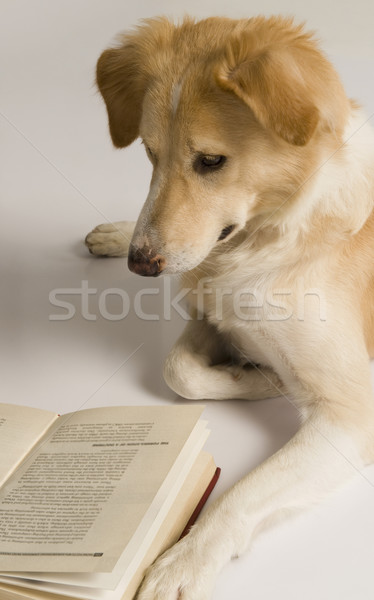 Stock foto: Hund · Lesung · Buch · Fotografie · weißem · Hintergrund · säugetier