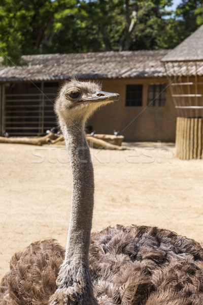 Close-up of a ostrich (Struthio camelus) in a zoo Stock photo © imagedb