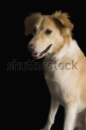 Hond huisdieren verticaal zoogdier Stockfoto © imagedb