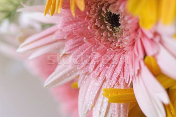 [[stock_photo]]: Rosée · gouttes · Daisy · fleurs · fleur · usine