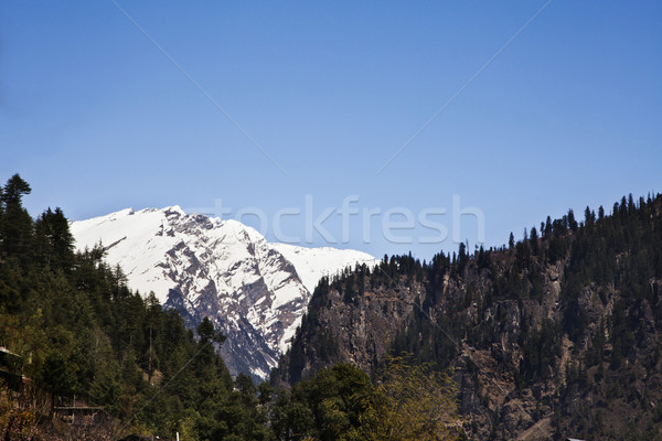 Stock photo: Forest with snow covered mountains in the background, Manali, Hi