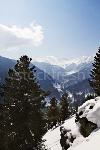Stock photo: Trees on a snow covered mountain, Kashmir, Jammu And Kashmir, In