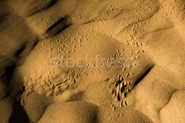 Sand dunes, Jaisalmer, Rajasthan, India Stock photo © imagedb