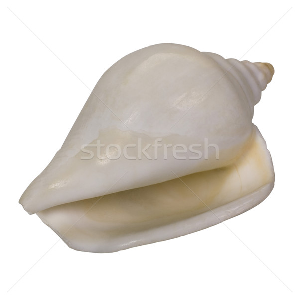 Zee shell patroon witte achtergrond close-up Stockfoto © imagedb