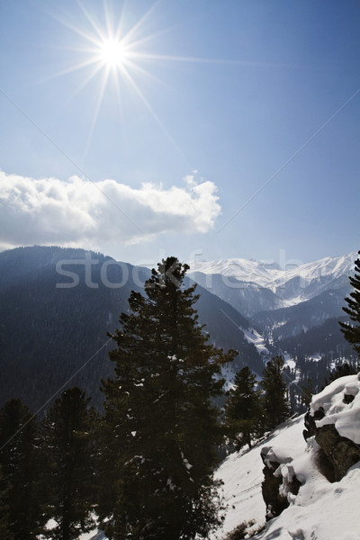 Trees on a snow covered mountain, Kashmir, Jammu And Kashmir, In Stock photo © imagedb