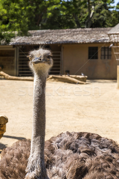Close-up of a ostrich (Struthio camelus) in a zoo Stock photo © imagedb