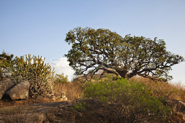 Alberi guru montagna quartiere panorama Hill Foto d'archivio © imagedb