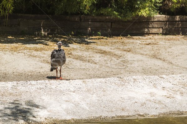 Young ostrich (Struthio camelus) in a zoo Stock photo © imagedb