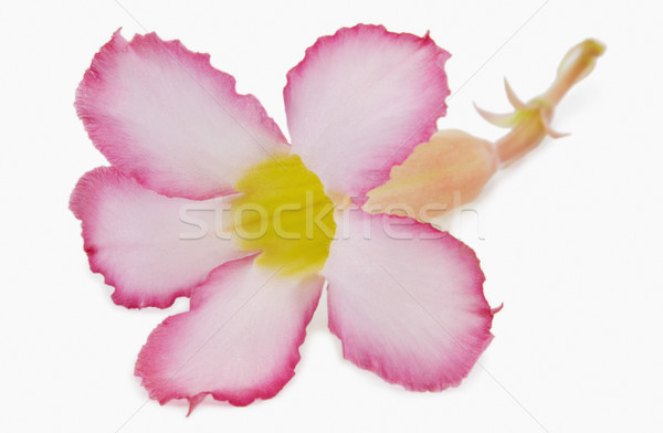 Közelkép virág természet vízszintes közelkép frissesség Stock fotó © imagedb