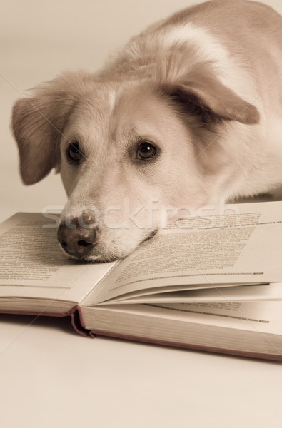 Сток-фото: собака · книга · фотографии · вертикальный · млекопитающее