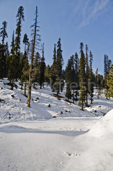 Snow covered valley in winter, Gulmarg, Jammu And Kashmir, India Stock photo © imagedb