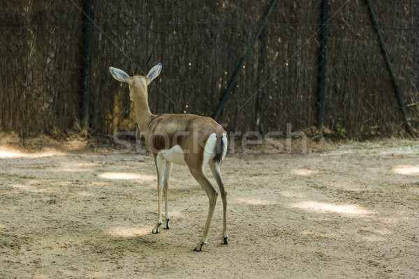 Gacela zoológico Barcelona ciervos fotografía España Foto stock © imagedb